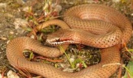 蛇與鞭 在線觀看,驚悚懸疑，探尋人性深淵的在線觀影之旅