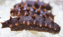 海參養殖爆料視頻大全,爆料視頻大全深度解析