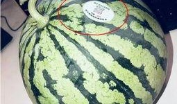 網紅吃瓜和大咖