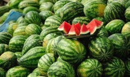 吃瓜免費(fèi)分享,吃瓜免費(fèi)分享，暢享美食盛宴