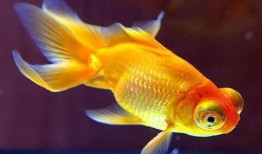 金魚爆料視頻大全下載最新,揭秘幕后精彩瞬間