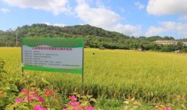 大粉集體連麥爆料視頻,背后真相與精彩瞬間