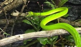 蛇與鞭 在線觀看,驚悚懸疑，探尋人性深淵的在線觀影之旅