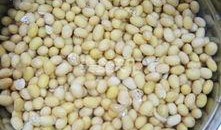 爆料豆腐腦做法視頻,輕松學會家常美味