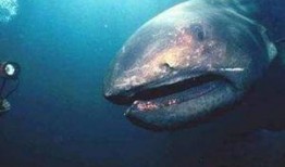 大白鯊在線觀看完整版,深海巨獸的致命追逐