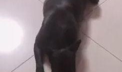 爆料汪小菲狗崽視頻播放,萌態可掬引網友熱議