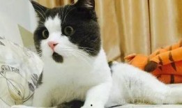 新瓜最新爆料貓小純,揭秘娛樂(lè)圈背后的驚人真相