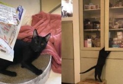 新聞爆料奇怪的貓咪視頻,這是外星生物嗎？