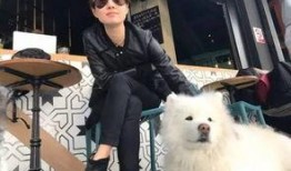 爆料汪小菲狗崽視頻播放,萌態可掬引網友熱議