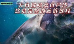 大白鯊在線觀看完整版,深海巨獸的致命追逐