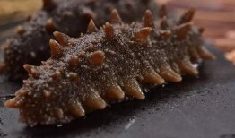 海參養殖爆料視頻大全,爆料視頻大全深度解析