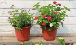 吳迪阿迪最新爆料視頻,精彩瞬間與幕后故事大公開(kāi)