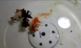 金魚爆料視頻大全下載最新,揭秘幕后精彩瞬間